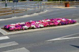 Virágok a körforgalomban
