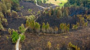 Mintegy száz hektáron pusztítottak a lángok Lillafüred és Jávorkút közelében.