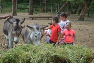 A gyerekek a szamarak karámjába is bementek, hogy megsimogassák az állatokat.