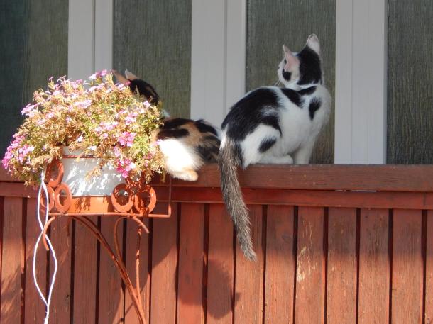 Két cica ül egymásnak háttal a kerítésen