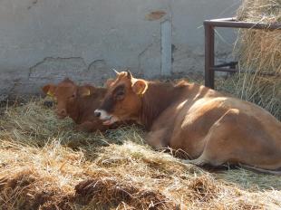 Egy tehén és borja pihen a hűvösben.