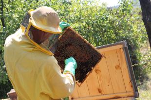 Cukorsziruppal etetik a méheket, így készítik fel a rovarokat a télre.