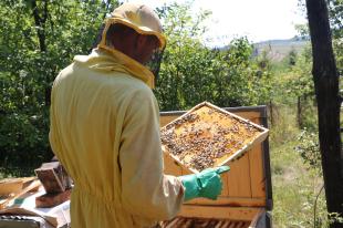 A méhész megvizsgálja a fiasítást.