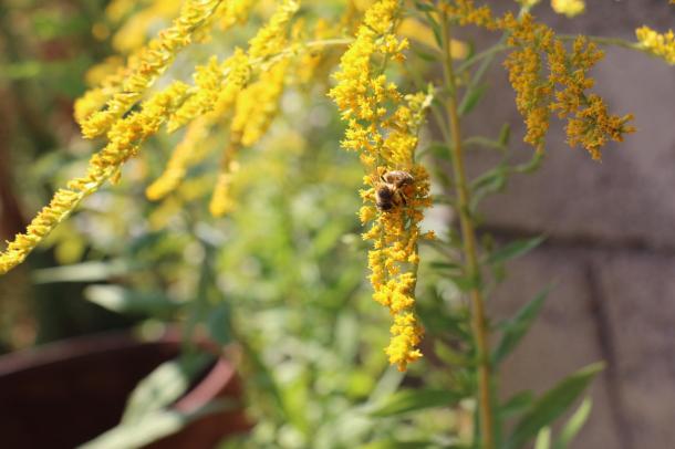 A méh az aranyvessző nektárját gyűjti.