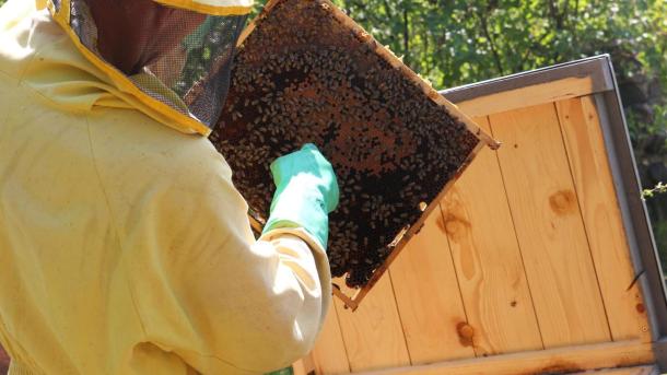 Cukorsziruppal etetik a méheket, így készítik fel a rovarokat a télre.