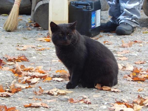 Bagira, a cica a Drótos-tető kinevezett egérfogó munkatársa.