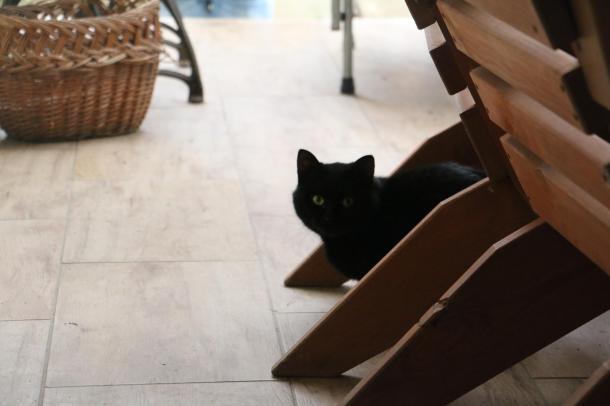 A fekete macska a közhiedelemmel ellentétben nem hoz szerencsétlenséget.