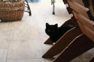 A fekete macska a közhiedelemmel ellentétben nem hoz szerencsétlenséget.