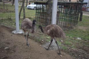 Két emu érkezett a Nagyvölgyi Állatsimogatóba.
