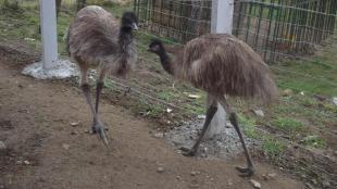 Két emu érkezett a Nagyvölgyi Állatsimogatóba.