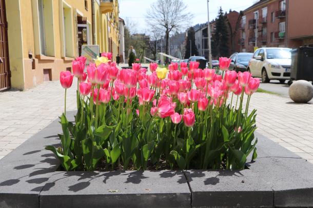Tulipánok az Árpád vezér úton.