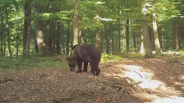 Fényes nappal készült videófelvétel a Bükkben kószáló medvéről.