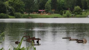 Kacsák fürdőznek a tó vizében.
