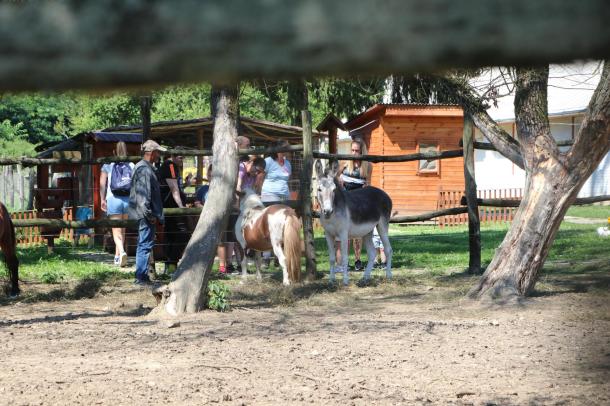 Távoli kép a lovat és a szamarat néző látogatókról.