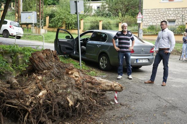 Egy hatalmas fa kivágott gyökere előtt beszélget Janiczak Dávid, polgármester és Dubovinszky László, az ÓVI műszaki vezetője.