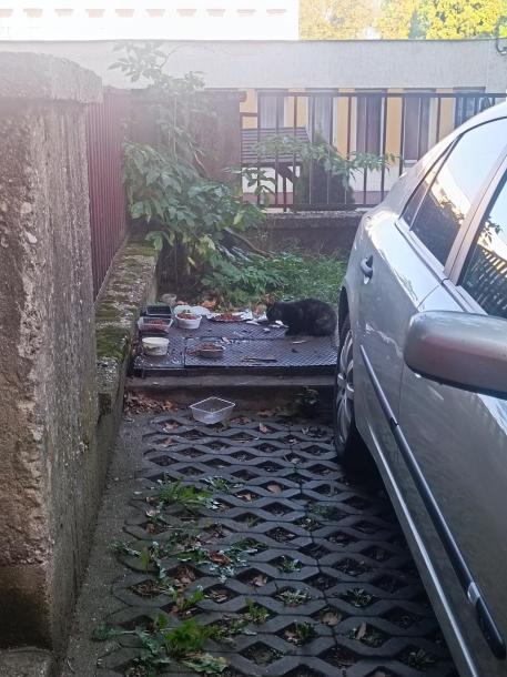 Kóbor cica a kitett ételmaradéknál. (Fotó: Facebook)