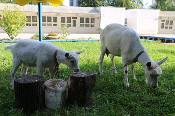 Kefir és Margit, a két szánentáli kecske békésen legelészik az óvoda udvarán.