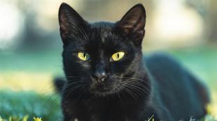 Az általános közhiedelemmel ellentétben ezen a napon nem szerencsétlenség fekete macskát látni.
