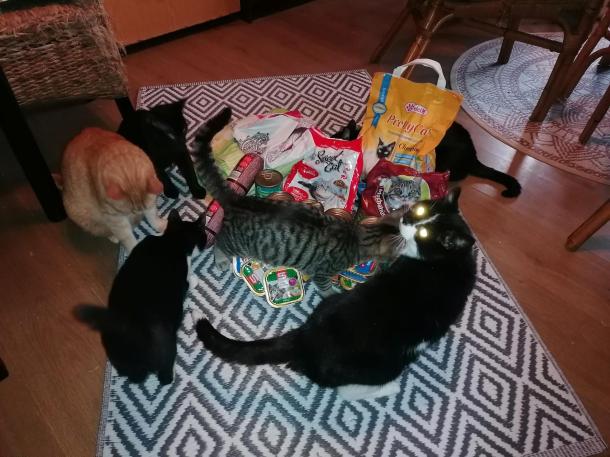 A cicák örültek az adománynak.