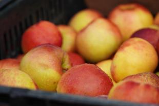 A télálló almafajtákat sok vásárló keresi.
