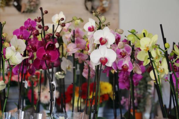 Az orchideák nem csak nőnapon népszerűek, a vásárlók azokat más alkalommal is szívesen viszik.