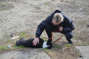 Kilenc gazdátlan kutyát szállítottak el Hétes-telepről a Szurkolók az Állatokért csapat tagjai.