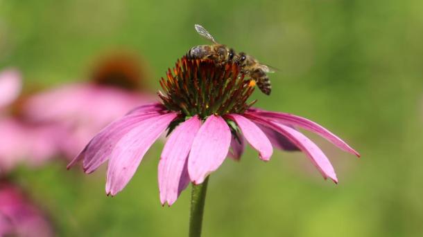 A kasvirág a méhek egyik kedvence.