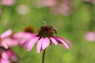 A méhek a kasvirágról gyűjtik a virágport.