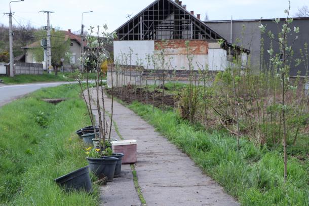 Fákat és tujákat ültettek Sajóvárkony térségében.