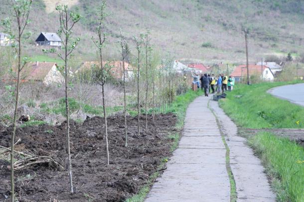 Összesen mintegy harminc berkenye, tíz kislevelű hárs és harminc darab tuja érkezett a Mekcsey István útra és a Kistó utcába.