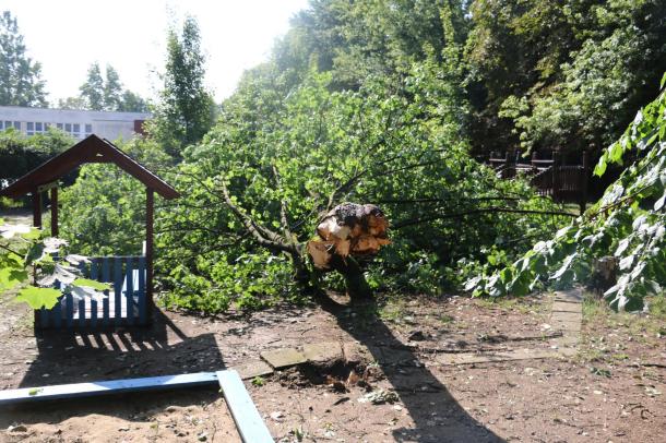 Az Újváros Téri Óvodában is megadta magát egy fa.
