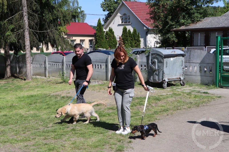 A két legfiatalabb kutya tart bemutatót.