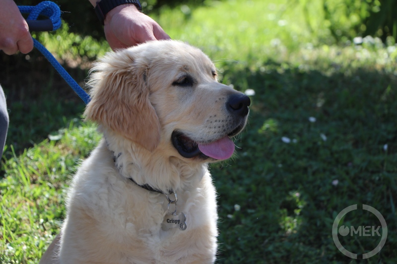 Golden retriever.