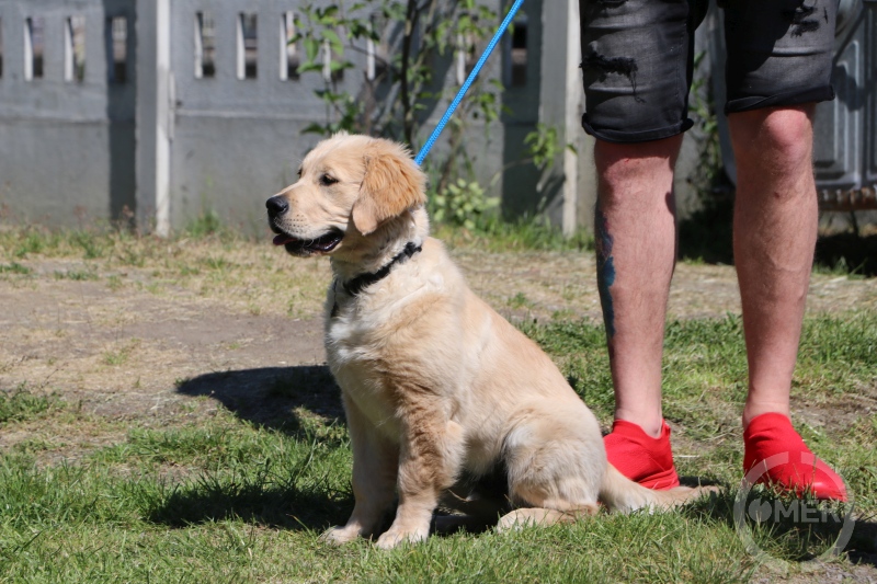 Kölyök golden retriever.
