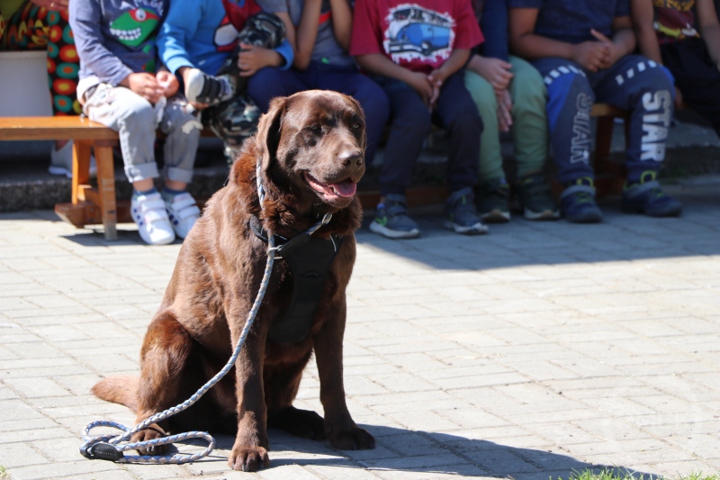 Labrador.
