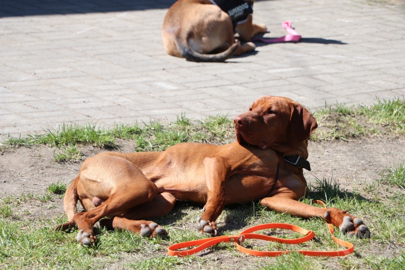 Napozik a vizsla.