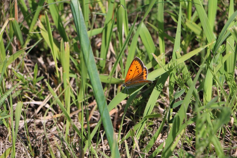 Pillangó pihen a fűszálon.