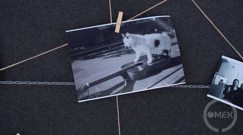 Gitáron sétáló macska a képen.