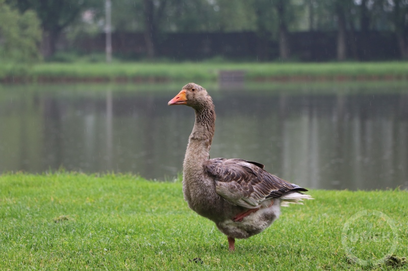 Egy tóparton pihenő madár.