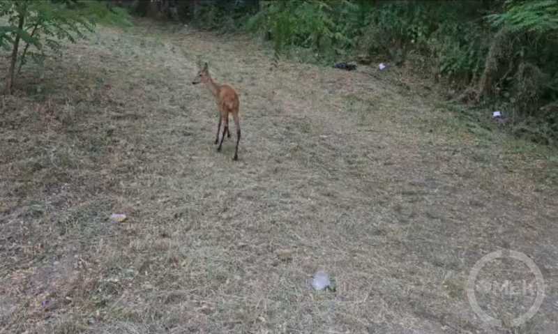 Elsétál a megmentett őz.