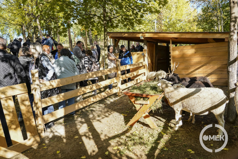 A juhok friss füvet ettek.