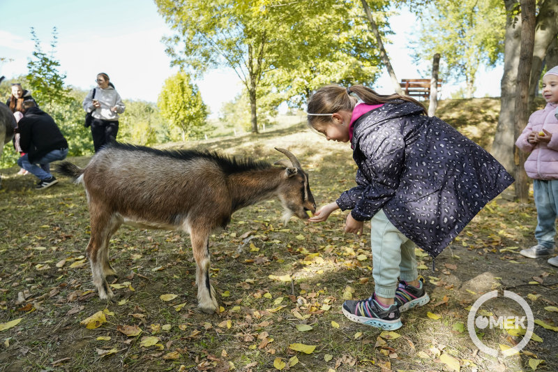 A kicsik egészen közel merészkedtek az állatokhoz.