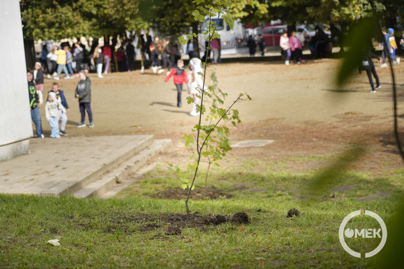 Egy másik újonnan ültetett facsemete.