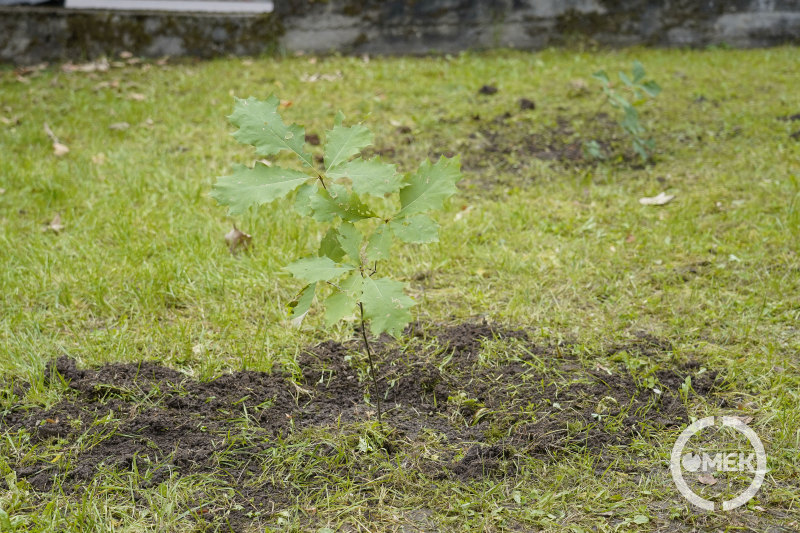 Frissen elültetett facsemete az Újtéri iskola udvarán