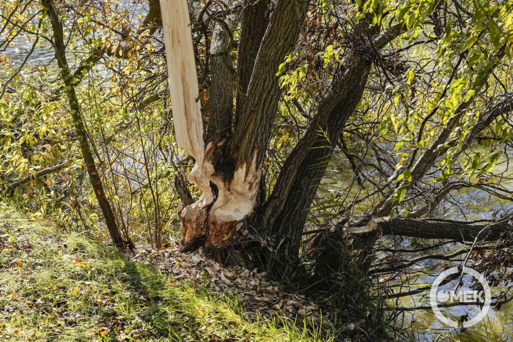 Kárt okozott a fában a hód.