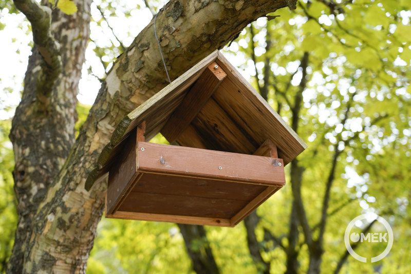 Madáretető a fán.
