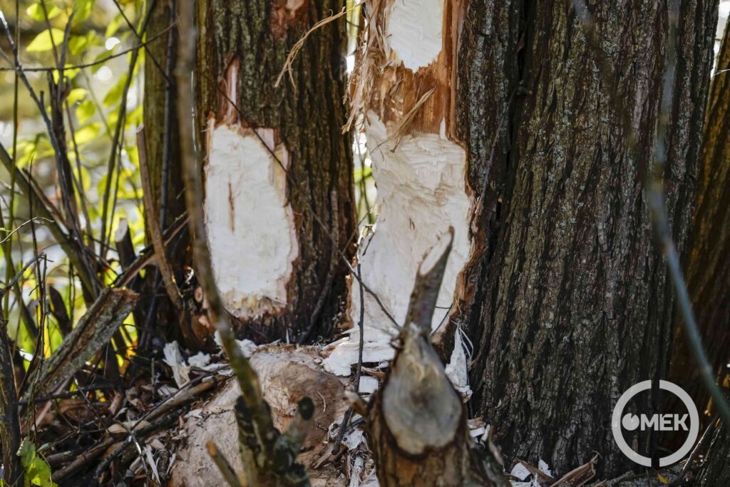 Szétrágott fatörzsek.
