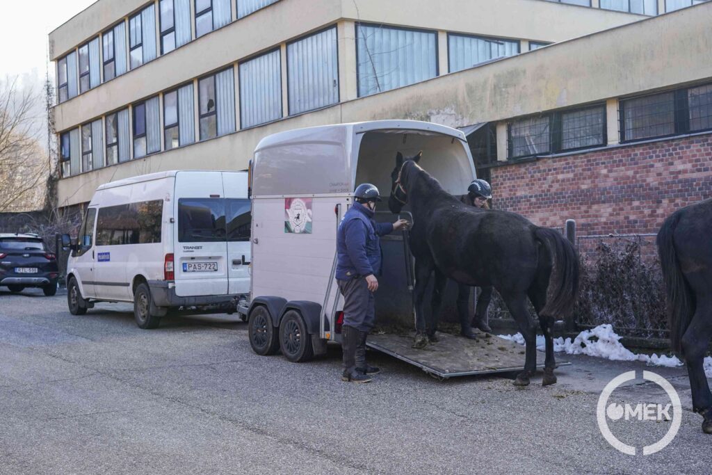 Varga Gábor a lovakat engedi ki a lószállítóból.