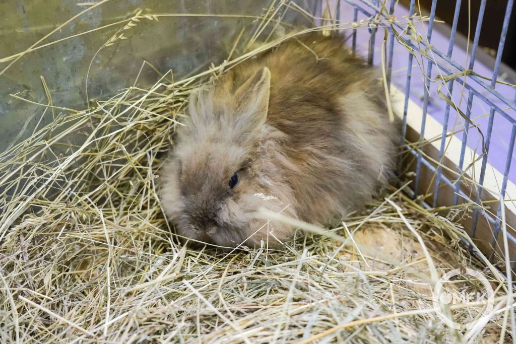 A kiállításon nyulak is láthatóak voltak.