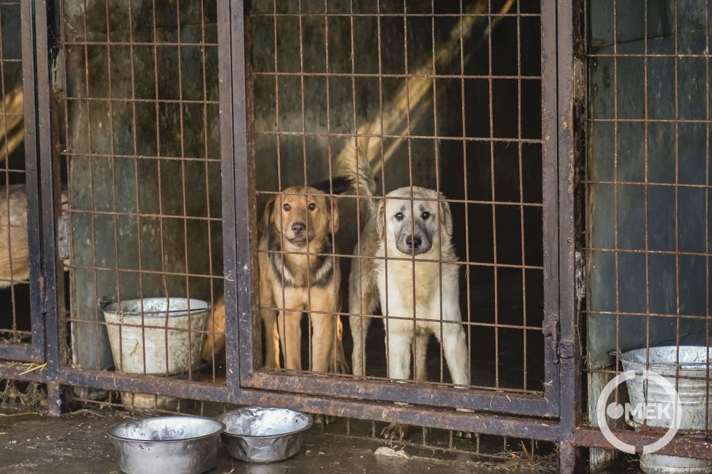 A párban befogott kutyák közül az egyik már ivartalanítva van.